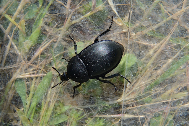 Carabidae? No, Silphidae, Ablattaria laevigata